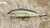 Воблер HEGEMON LUCKY 7,5 Rainbow Trout